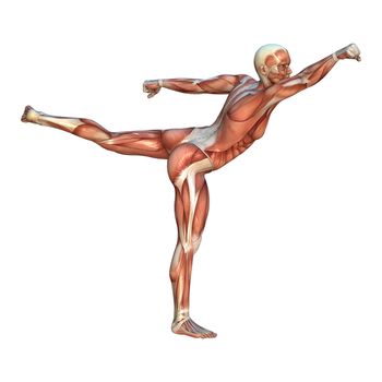 3D digital render of a human figure with muscle maps in a yoke punch martial arts position isolated on white background