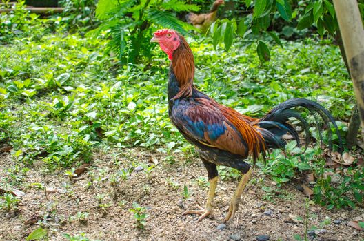 jungle chicken walking at the garden