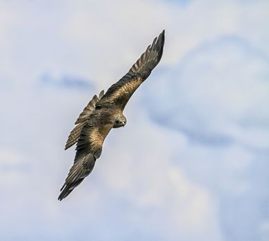 Common buzzard, buteo buteo, flying in the sky