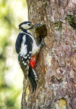 Hairy woodpecker, picoides villosus, standing on a trunk next ot its hole nest