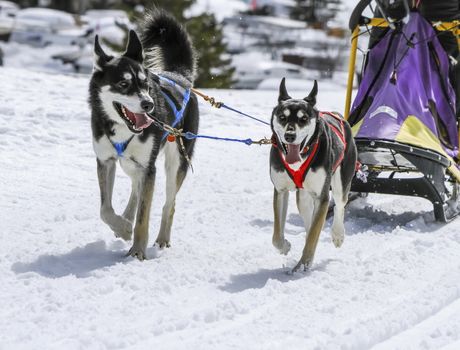 Two sled dogs in speed racing, Moss, Switzerland