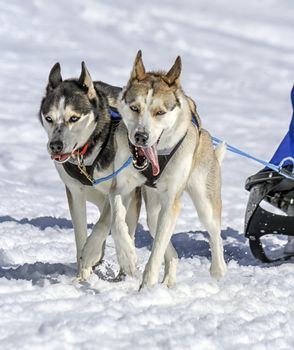 Two sled dogs in speed racing, Moss, Switzerland