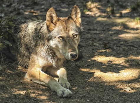 Gray, timber or western wolf, canis lupus lying on the ground among tree shadows