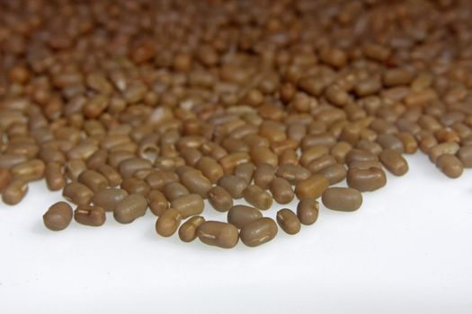 Moth Bean, Mat Bean, Mother Bean
Phaseolus aconitifolius