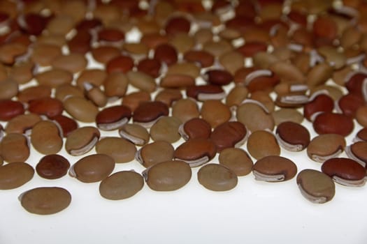 dry Lablab purpureus seeds