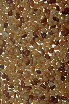 Horse gram, Kulthi dry