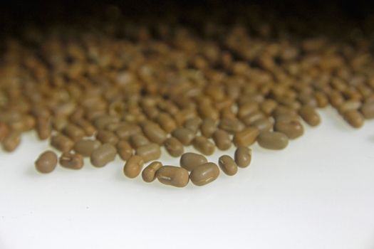 Moth Bean, Mat Bean, Mother Bean
Phaseolus aconitifolius