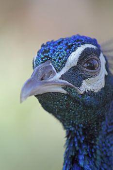 Pheasants and Partridges (Phasianidae)
Indian Peafowl (Pavo cristatus)