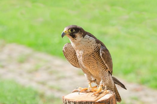 Trained and domesticated for hunt the fastest raptor bird hawk or falcon seated on stump with free copyspace place 