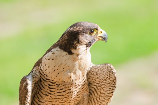 Portrait of the fastest wild bird of prey falcon or hawk against lawn