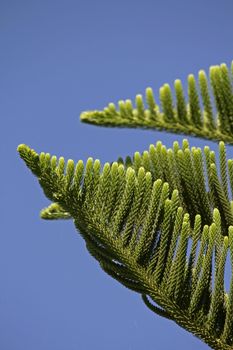 Norfolk Island pine, branch detail