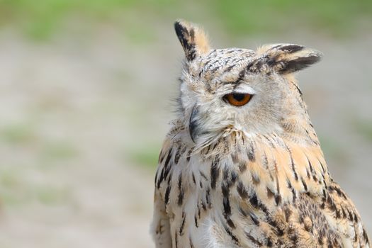 Night silent hunter horned owl with ear-tufts close-up portrait