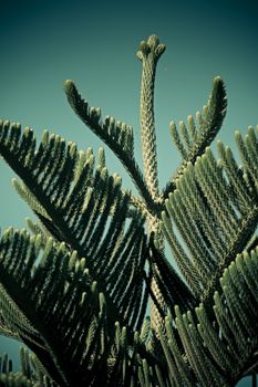 Norfolk Island pine, branch detail