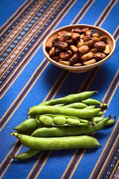 Fresh raw fava beans (lat. Vicia faba, South America: haba) with roasted habas in the back, photographed with natural light (Selective Focus, Focus on the open bean pod) 