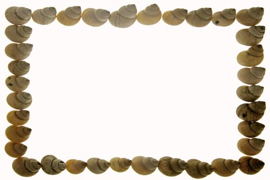 Frame of Moon Snail Shells