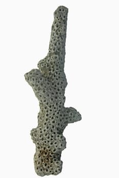 studio photo of a dead white coral
