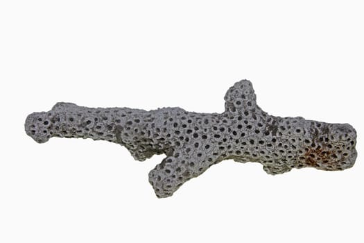 studio photo of a dead white coral