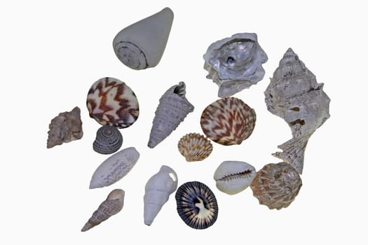 colorful sea shells on white