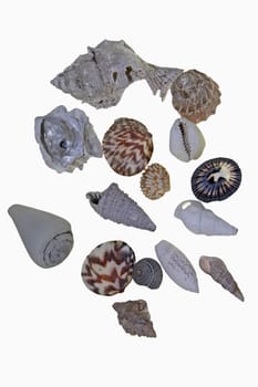 colorful sea shells on white