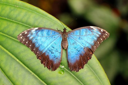 Photo shows details of colourful butterfly in the park.