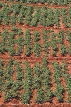 Tomato field on bright summer day