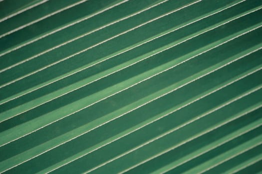 Green coconut leaf pattern