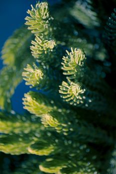 Norfolk Island pine, branch detail