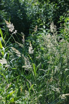 grass at spring