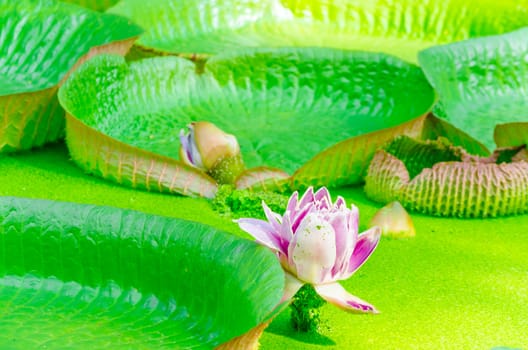 With the largest leaves in the world, the Victoria water lily or even the Amazon water lily called.