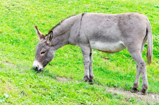 A donkey stands in the Landscape on a hillside.