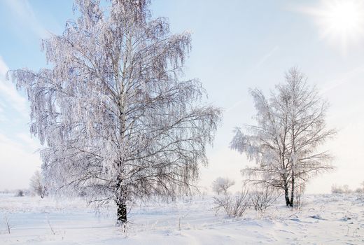 landscape in snow against blue sky. Winter scene.