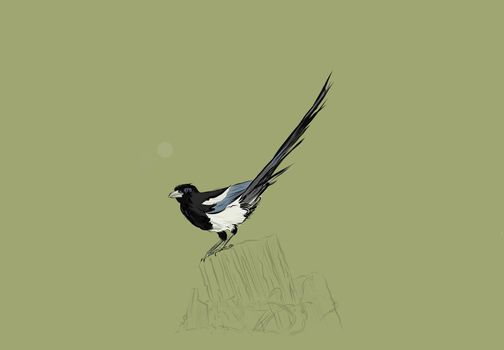 A hand drawn vector illustration of a single magpie on a fence post.