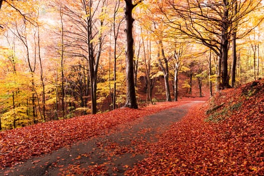 mountain street with autumn colore of forest, Campo dei Fiori Varese