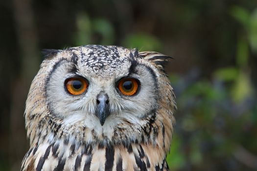 Indian Eagle Owl