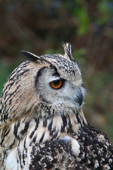 Indian Eagle Owl