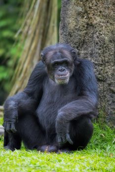 Portrait of a Common Chimpanzee in the wild