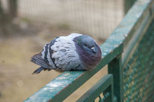 Picture of a tired, sick pigeon resting on a balaustrade