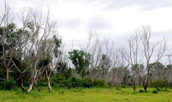 Dead tree with sky background