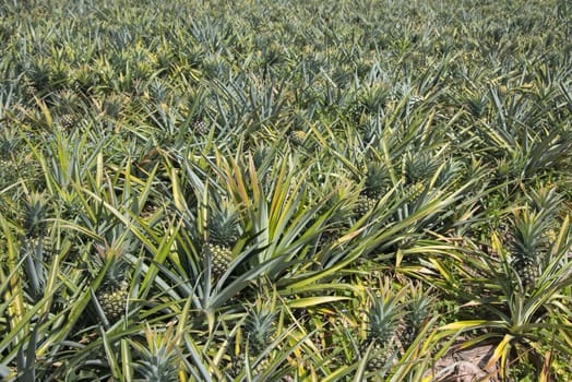 Pineapple field, Organic farm in Thailand