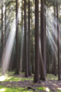 autumn forest scene with sun-rays shining through branches