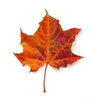 Maple colorful autumn leaf isolated on white background