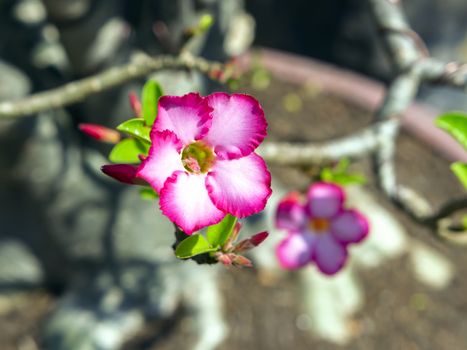 Adenium is genus of flowering plants in dogbane family, Thailand