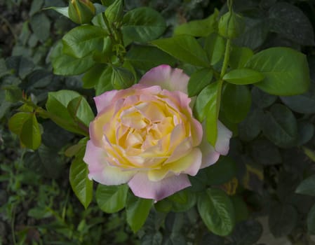 Beautiful rose in a garden