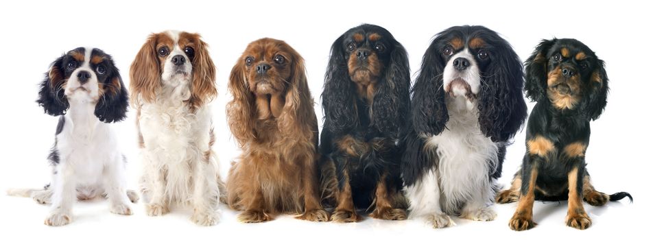 cavalier king charles in front of white background