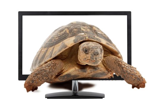 turtle comes from computer monitor, isolated on white background