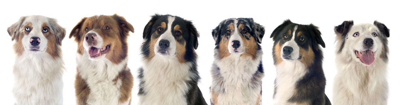 australian shepherd in front of white background