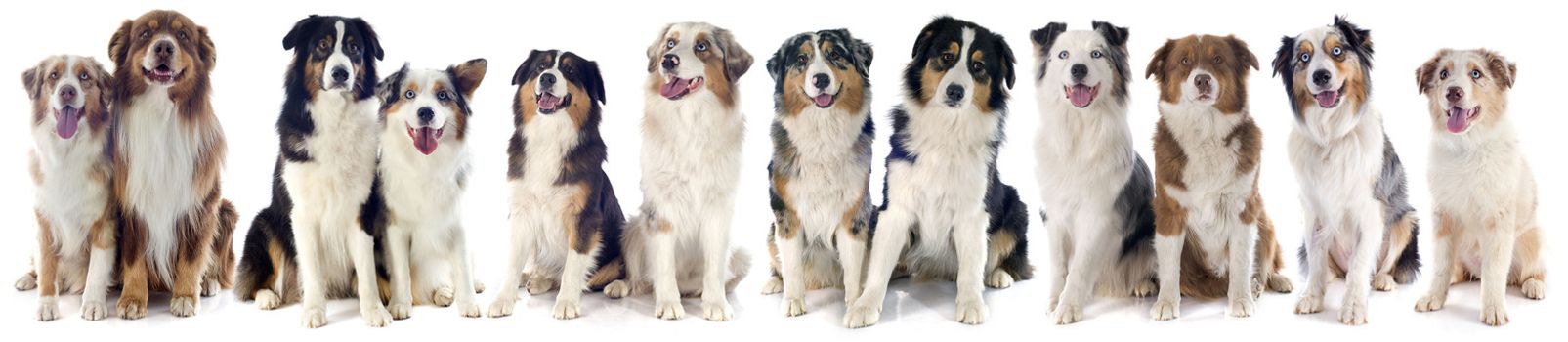 australian shepherds in front of white background