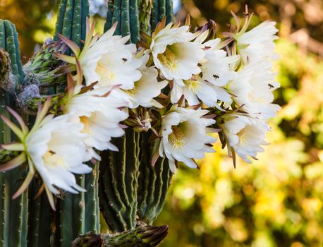 Once yearly blooms on night blooming cerius