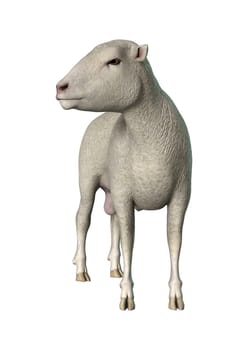 3D digital render of a sheep isolated on white background