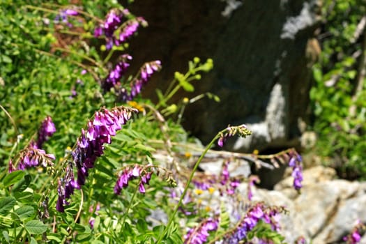 Blue field flower on the summer mountain meadow